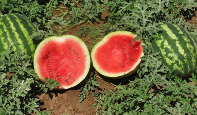 Kebap, şalgam ve pamuktan sonra Adana'nın karpuzuna da coğrafi işaret