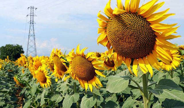 Konya Şeker'den sonra Trakya Birlik de ayçiçeği alım fiyatını açıkladı