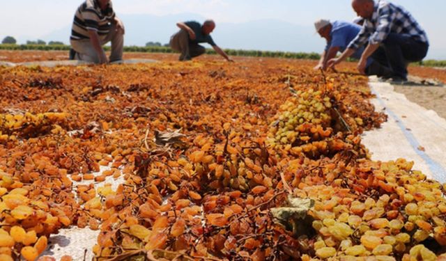 Kuru üzüm alım fiyatı açıklandı