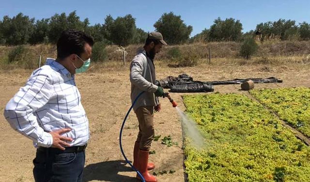 Kuru üzüm fiyatı 2 doların altına düşmemesi gerekiyordu