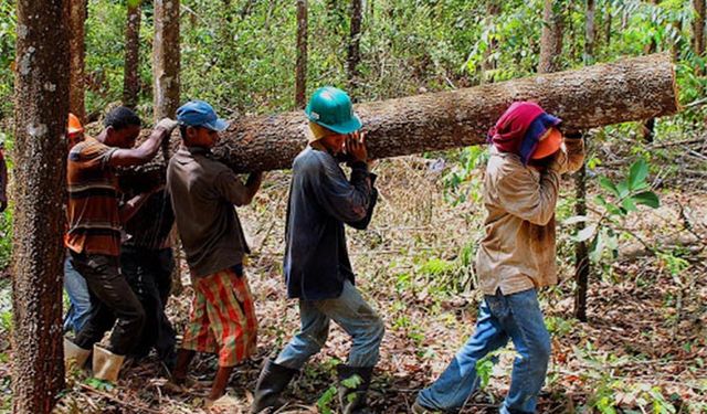Orman Genel Müdürlüğü: İş kazalarından dolayı 2019 yılında hayatını kaybeden personelimiz bulunmamaktadır