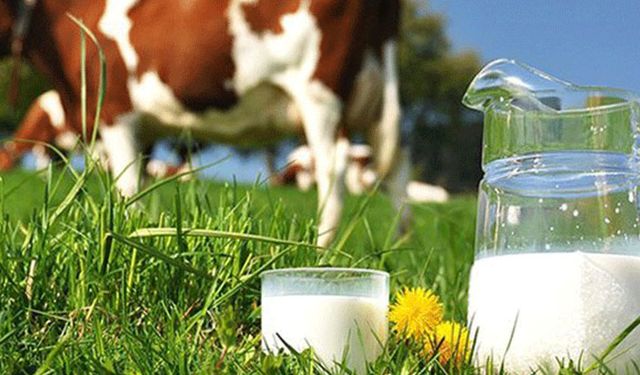 Süt üreticisinin halini anlatan tablo: Üretime böyle darbe vuruluyor!