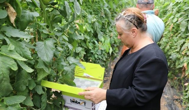 Tarım İl Müdürü seraları inceledi