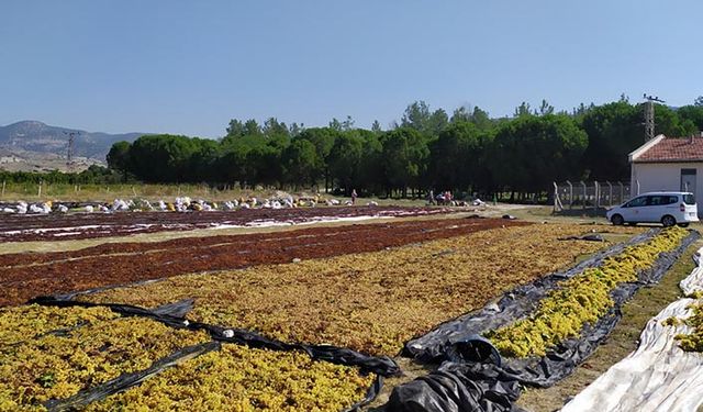 Denizli'de 354 bin dekar alanda üzüm üretimi yapıldı