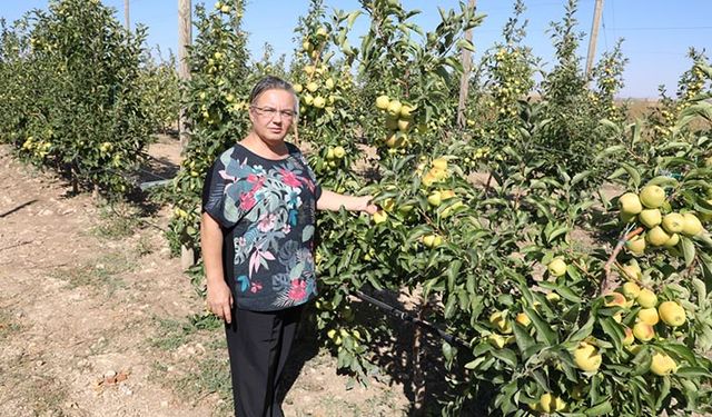 Eskişehir'de üretilen organik elmalar bebek mamalarında kullanılıyor