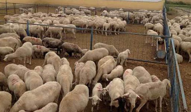 Koyunculuğa büyük destek: Yetiştiriciye ipoteksiz rehinsiz 100 bin lira faizsiz kredi