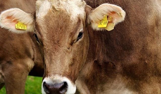 Kulak küpesinde büyük skandal! Karaborsaya düştü çifti 600 liradan alınıp satılıyor!