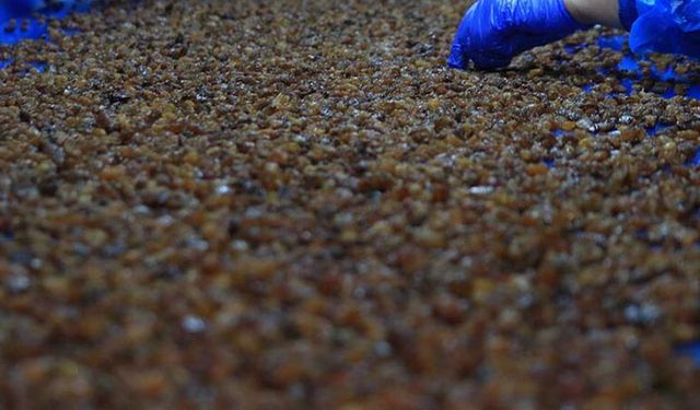 Kuru üzüm bedelleri çiftçinin hesabına yatırıldı