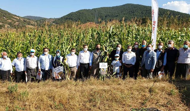 Mısır tohumunda sevindirici haber yerli çeşitler umut verdi