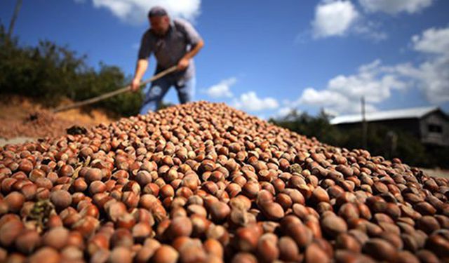 Pakdemirli: Fındık üreticilerinin hesabına 3,2 milyon lira yatırıldı