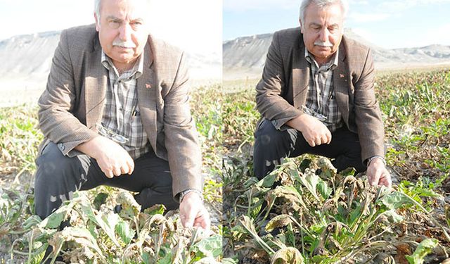 Polatlı'da pancar kaybı 100 bin tonu bulacak