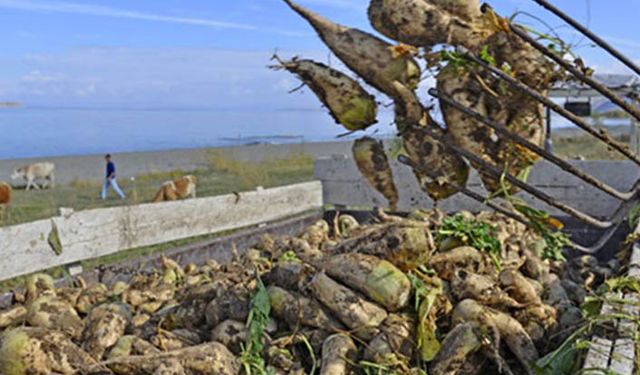 Şeker pancarına kaç lira fiyat bekleniyor?