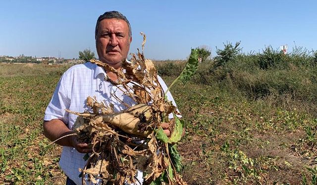 Şeker pancarında kampanyalar başladı fabrikalar alım yapıyor taban fiyat belli değil!