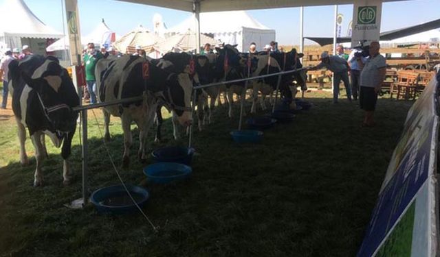 Tekirdağ'ın en iyi damızlık ineği belirlendi
