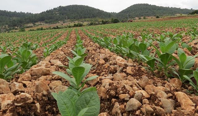 Türkiye'de üretilen 68 bin ton tütünün 17 bin tonu Denizli'de üretiliyor