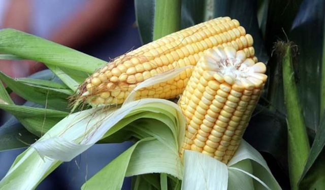 Yerli mısır tohumunda ithal çeşitlere göre 6 ton daha fazla verim
