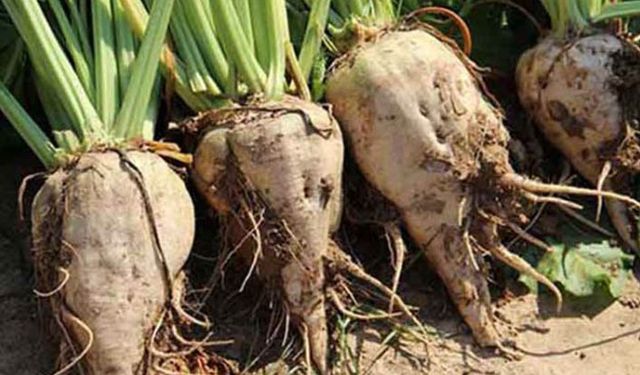 2020 yılı pancar fiyatları belli oldu açıklanan fiyata çiftçiden tepki gecikmedi!