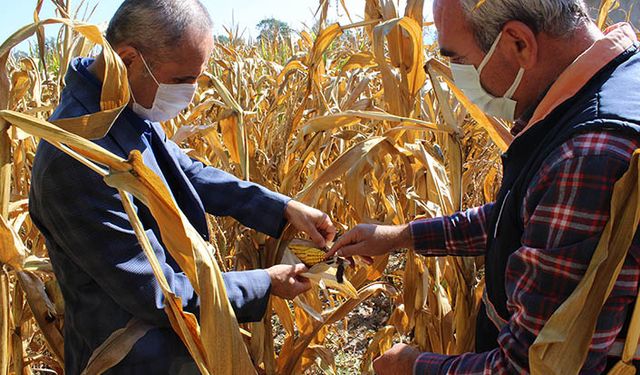 Bolu'da dane mısır tarımına ilgi artıyor