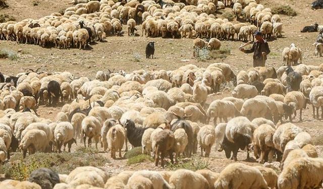 Hayvancılık yatırımlarına ne kadar destek verilecek? 2020-2022 dönemi destek miktarları belli oldu