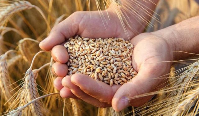 Hububat nedir başlıca hububat ürünleri hangileridir? 