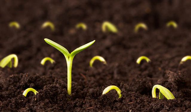 İngilizlerin Türkiye’de topladıkları tohumlara el konuldu