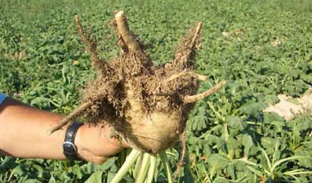 Şeker pancarı: Üretme ben ithal edeceğim!