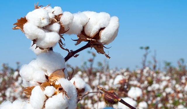 Tarım Bakanı Pakdemirli: Pamuk destek ücretlerini açıkladı