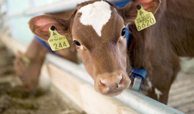 Tarımdan Haber gündeme getirdi kulak küpesi skandalında Ağrı Valiliği harekete geçti