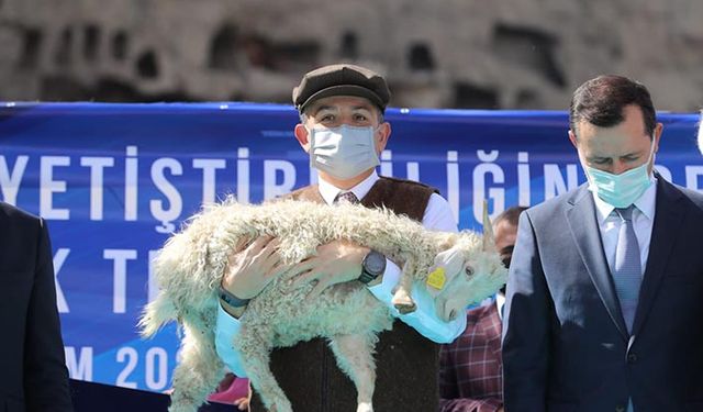 Tiftik keçisine hayvan başı ilave 20 lira destek verilecek