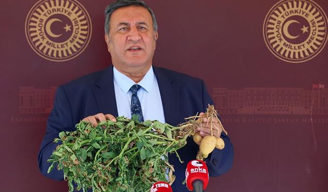 TMO patates alımı da yapmalı