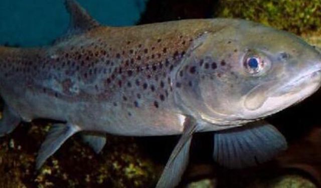 Anaç alabalık başına 60 lira destek verilecek