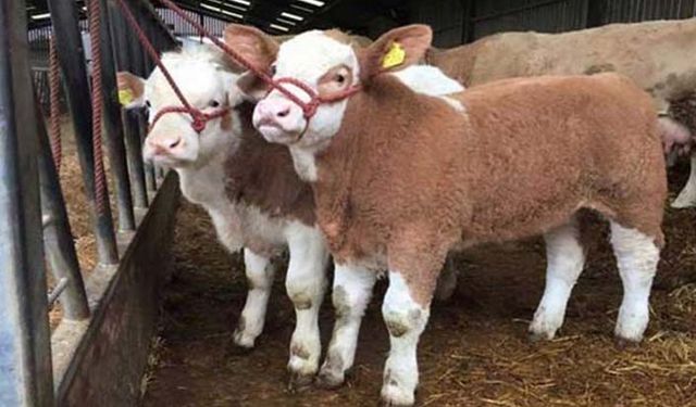 Buzağı destekleri ödeniyor Bakan Pakdemirli açıklama yaptı!