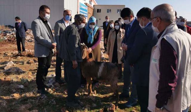 Hayvancılık yapmak isteyen dar gelirli 9 aileye damızlık Kilis keçisi dağıtıldı