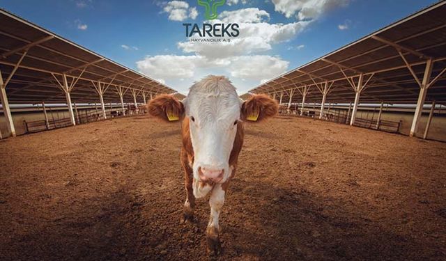 Tarım Kredi'de hayvancılık cinayetinde 5 soru iki farklı cevap: Felaketi CİMER'den bile sakladılar!