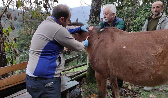 Tek tırnaklı hayvanlar kayıt altına alınıyor