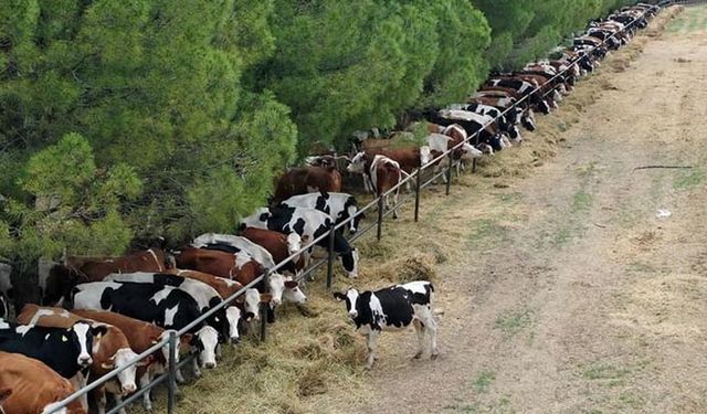 TİGEM’de hastalıktan dolayı hayvanlar kırılıyor zarar 3'e katladı!