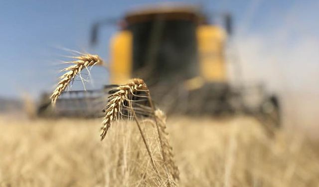 TMO buğday ithalatında 5'inci ihaleye hazırlanıyor!