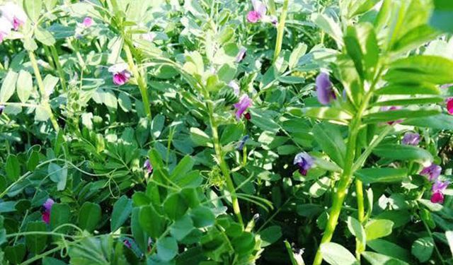 Yem bitkisi yetiştiriciliği yapmak isteyen çiftçiye yüzde 75 hibe tohum dağıtılacak