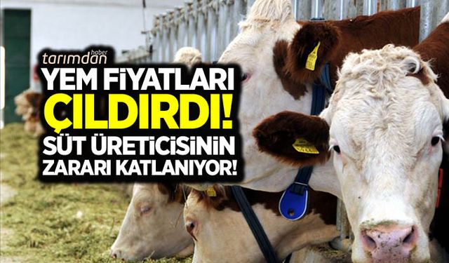 Yem fiyatları çıldırdı süt üreticisinin zararı katlanıyor!