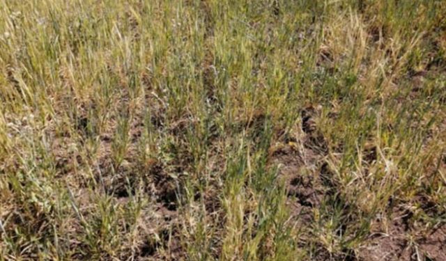 Yüzde 75 hibe tohum desteğinde şok iddia: Çiftçi mahkemeden vazgeçirilmeye çalışılıyor!