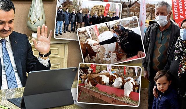 Ahırı yanan besiciye büyükbaş ve yem desteği