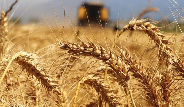 Buğday, arpa ve mısırda 2.5 aylık ithalat yetmedi 4 ay daha uzatıldı!