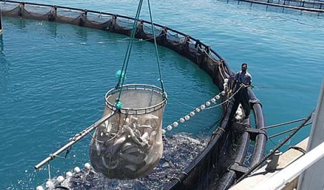 Tarım Bakanından su ürünleri destek açıklaması: Başvuru için son gün 25 Aralık