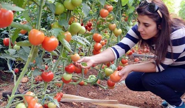 Tarım danışmanlarına ödenecek destek belli oldu