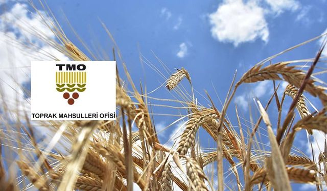 TMO buğday ithalatında taviz vermiyor hasattan sonra 6'ncı ihaleyi yapacak