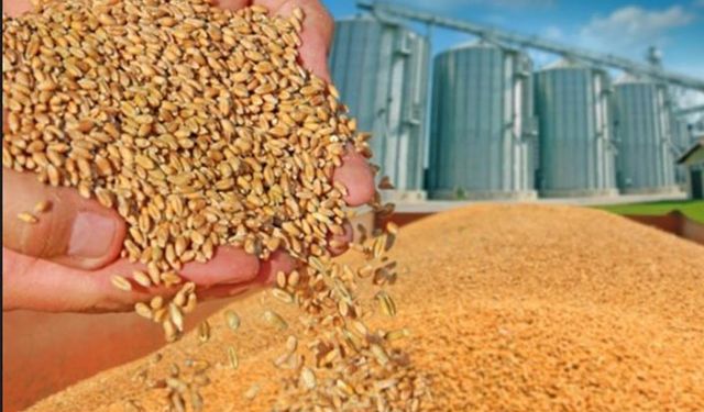 TMO'dan düşük fiyattan un satmayı taahhüt eden firmalara ucuz buğday!