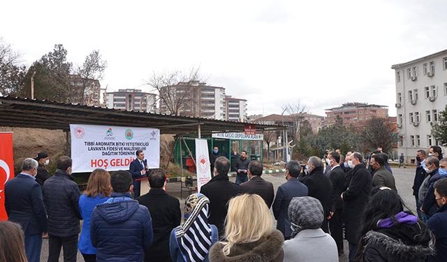 Batman'da lavanta tarımı ilgi gördü 12 dekarlık lavanta bahçesi tesis edilecek