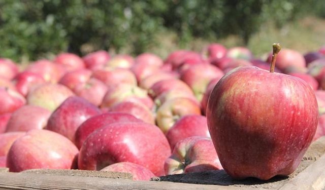 Isparta'da elma üreticisinin yüzü gülüyor dalında 2.5 liradan satıldı