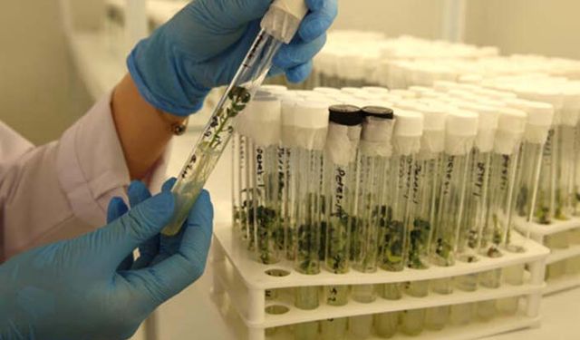 İthal tohumların karantina kontrollerinde zafiyet tehlikesi!