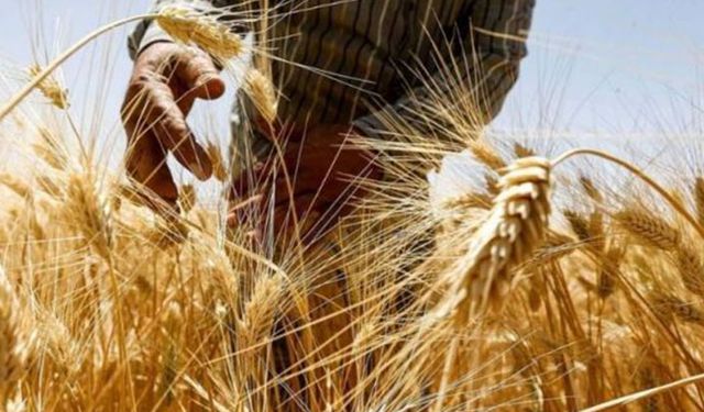 TMO 7'nci ekmeklik buğday ithalat ihalesini yaptı fiyatlar 2400 lirayı geçerek rekor kırdı!